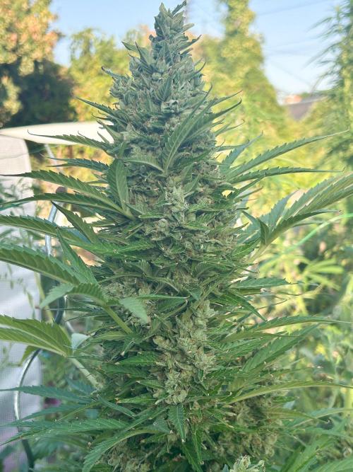 Blueberry Auto - Fastbuds - 2026. Week 12