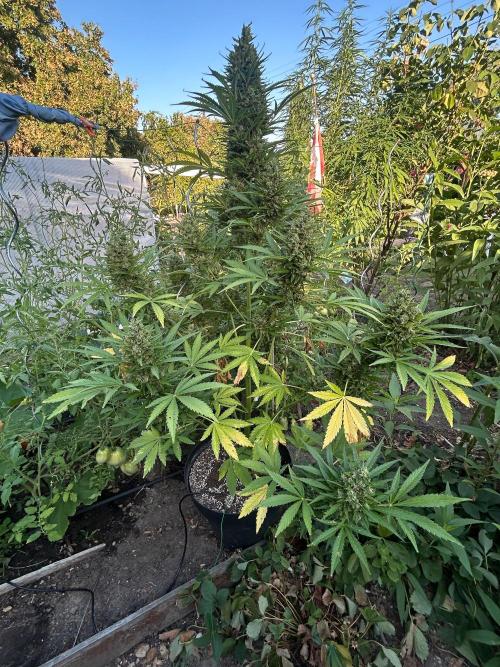 Blueberry Auto - Fastbuds - 2026. Week 12