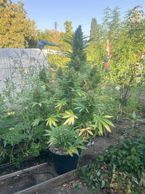 Blueberry Auto - Fastbuds - 2026. Week 12