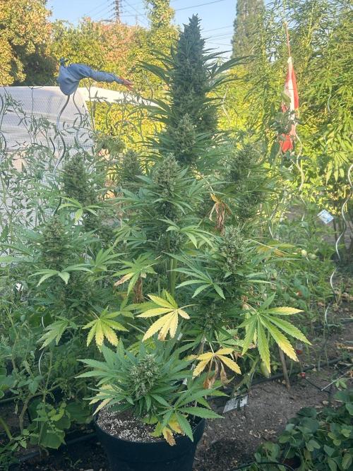 Blueberry Auto - Fastbuds - 2026. Week 12