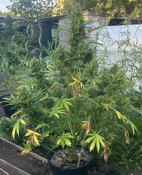 Blueberry Auto - Fastbuds - 2026. Week 12