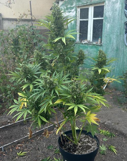 Blueberry Auto - Fastbuds - 2026. Week 12