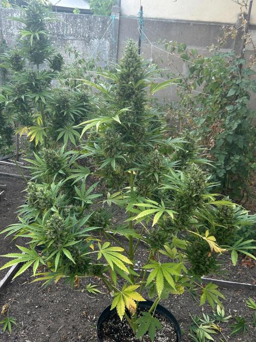 Blueberry Auto - Fastbuds - 2026. Week 12