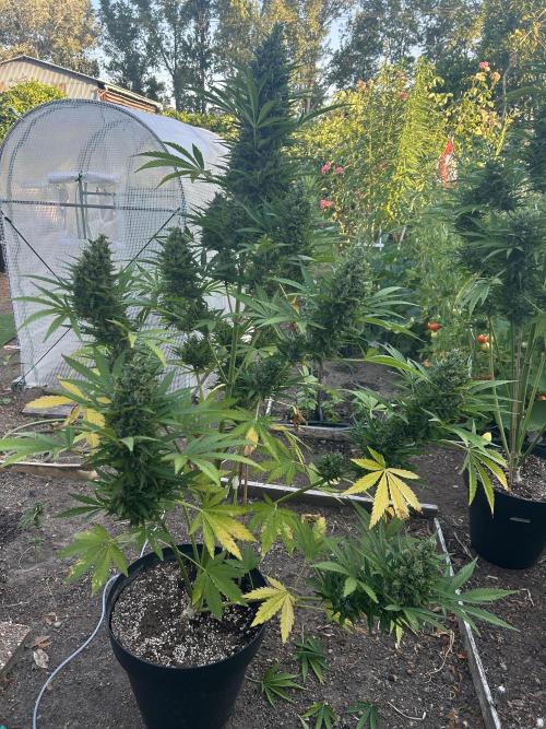 Blueberry Auto - Fastbuds - 2026. Week 12