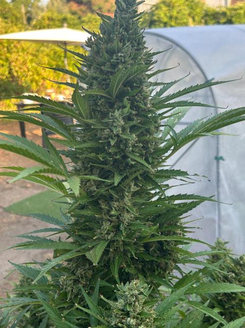Blueberry Auto - Fastbuds - 2026. Week 12