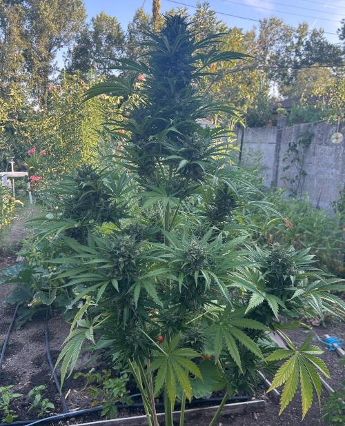 Blueberry Auto - Fastbuds - 2026. Week 12
