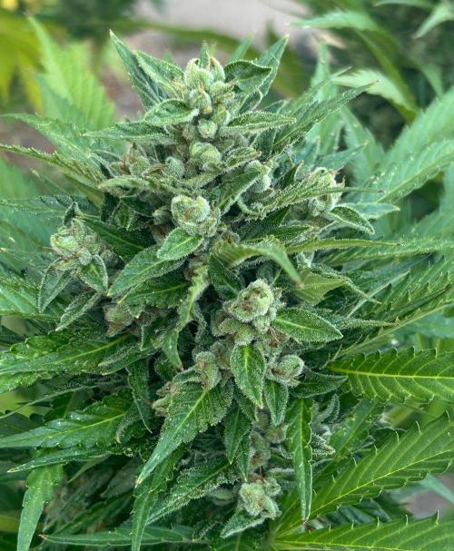 Blueberry Auto - Fastbuds - 2026. Week 12