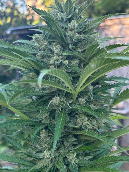 Blueberry Auto - Fastbuds - 2026. Week 12