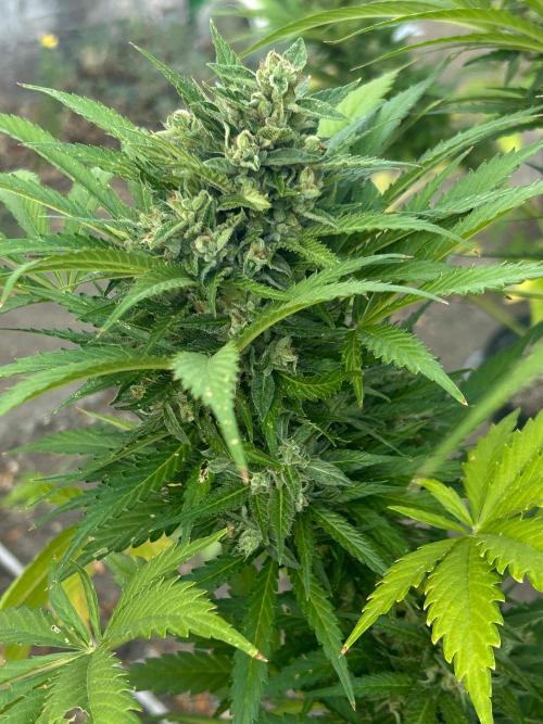 Blueberry Auto - Fastbuds - 2026. Week 12