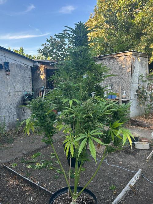Blueberry Auto - Fastbuds - 2026. Week 12