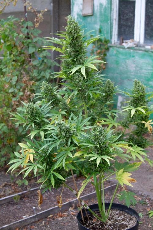 Blueberry Auto - Fastbuds - 2026. Week 12