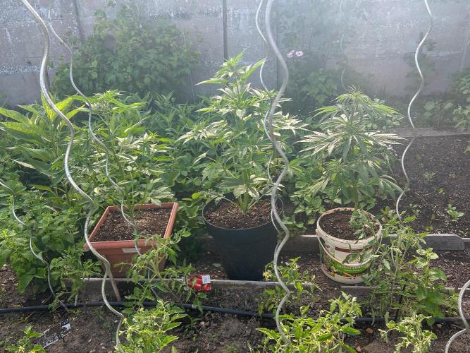 Blueberry Auto - Fastbuds - 2026. Week 5