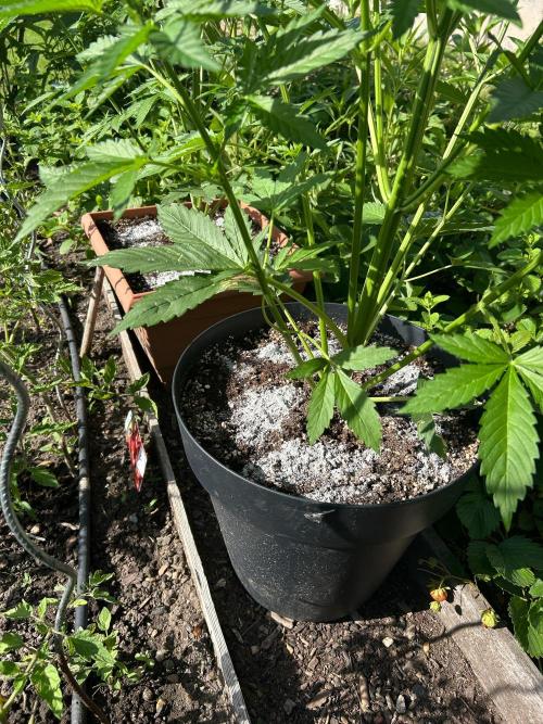 Blueberry Auto - Fastbuds - 2026. Week 5