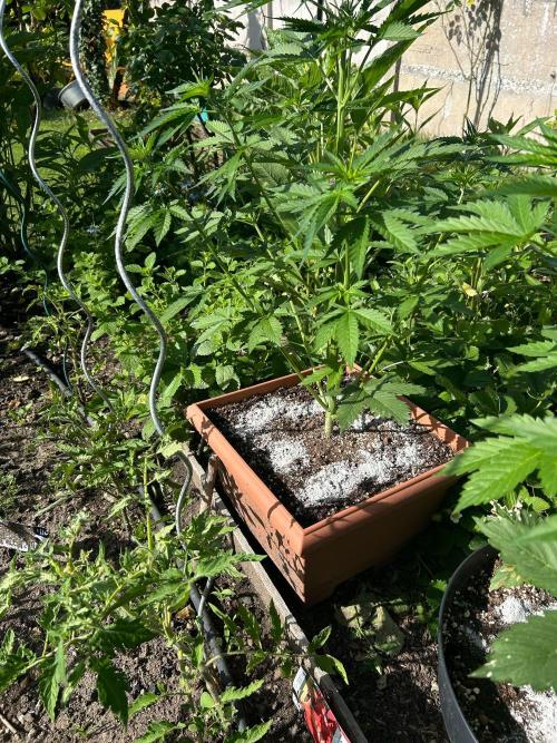 Blueberry Auto - Fastbuds - 2026. Week 5