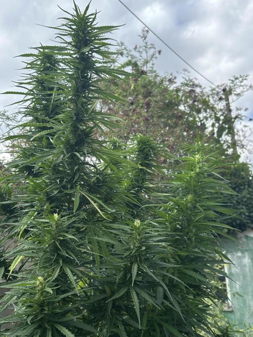 LveR Gorilla x Haze. Week 15