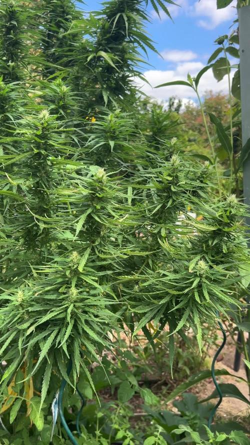 LveR Gorilla x Haze