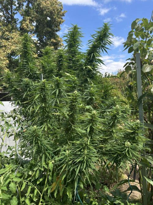 LveR Gorilla x Haze. Week 15