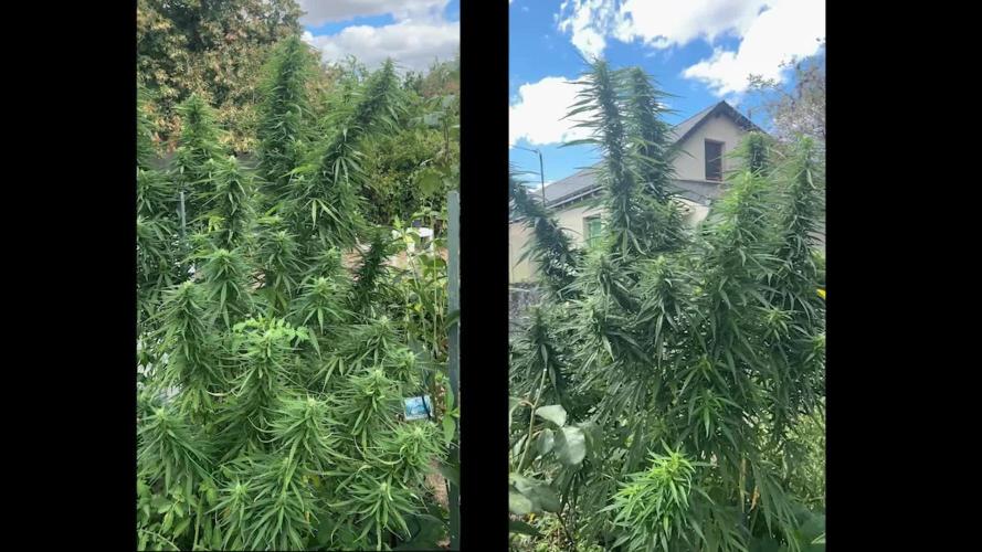 LveR Gorilla x Haze
