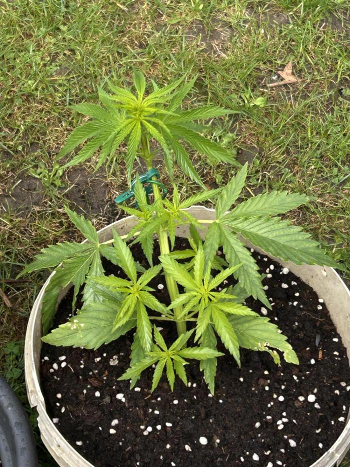 LveR Gorilla x Haze. Week 4