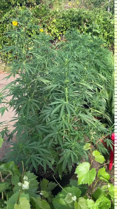 Fast Flowering Mix Fastbuds - 2026