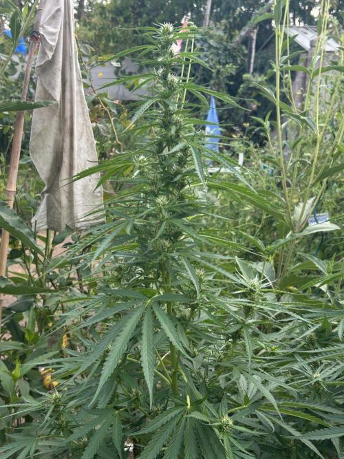 Fast Flowering Mix Fastbuds - 2026. Week 9
