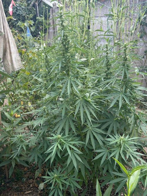 Fast Flowering Mix Fastbuds - 2026. Week 9