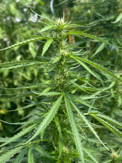 Fast Flowering Mix Fastbuds - 2026. Week 9