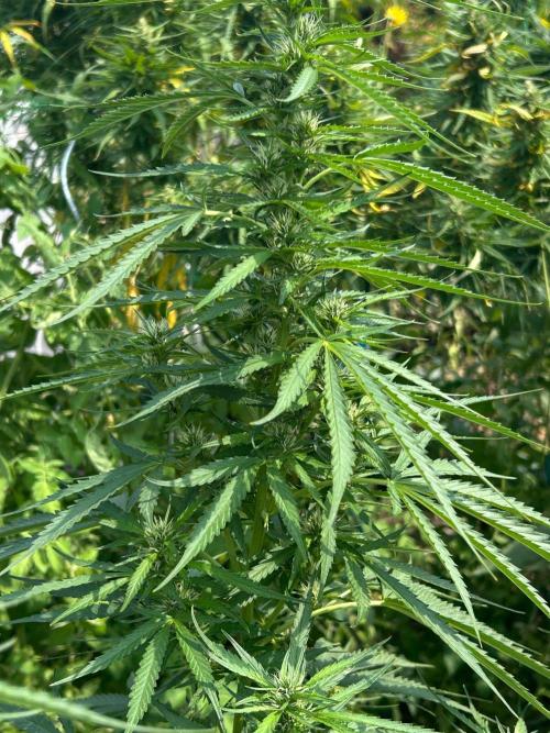 Fast Flowering Mix Fastbuds - 2026. Week 9