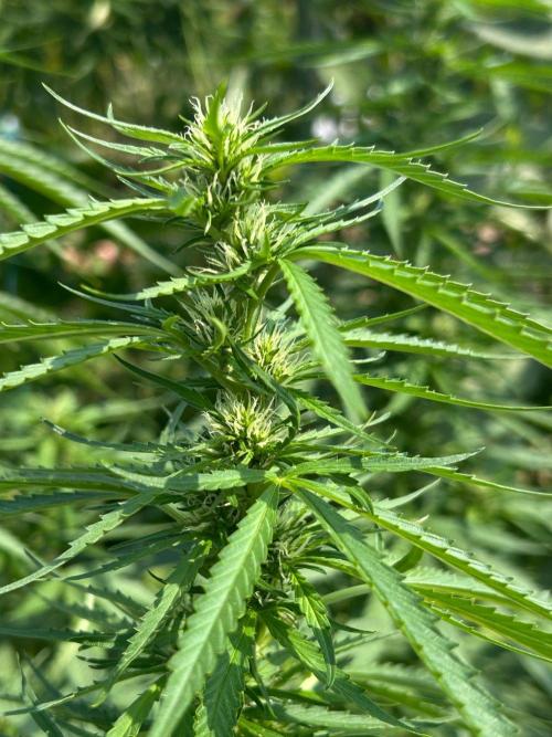 Fast Flowering Mix Fastbuds - 2026. Week 9