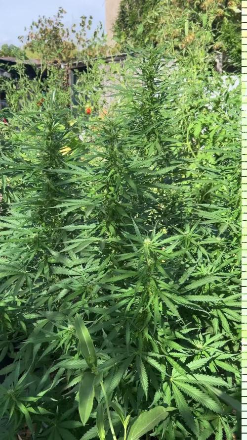 Fast Flowering Mix Fastbuds - 2026