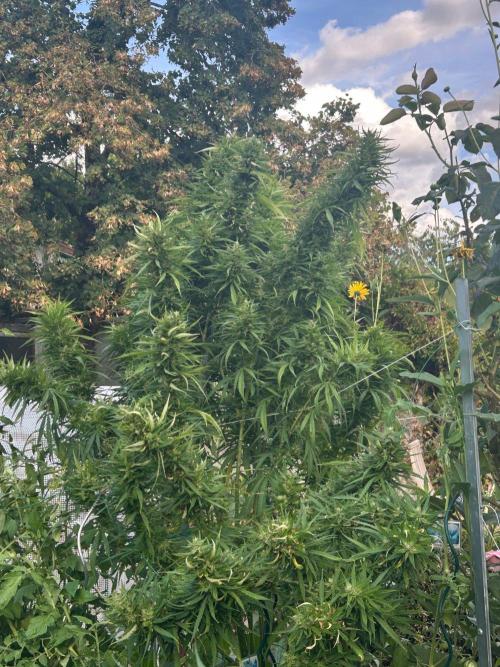 LveR Gorilla x Haze. Week 16