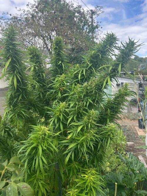 LveR Gorilla x Haze. Week 16