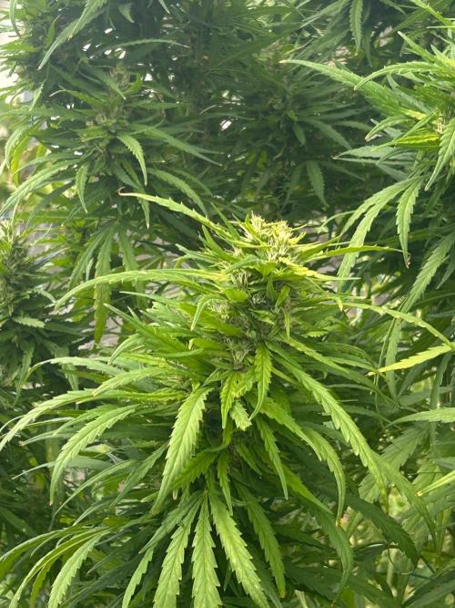 LveR Gorilla x Haze. Week 16