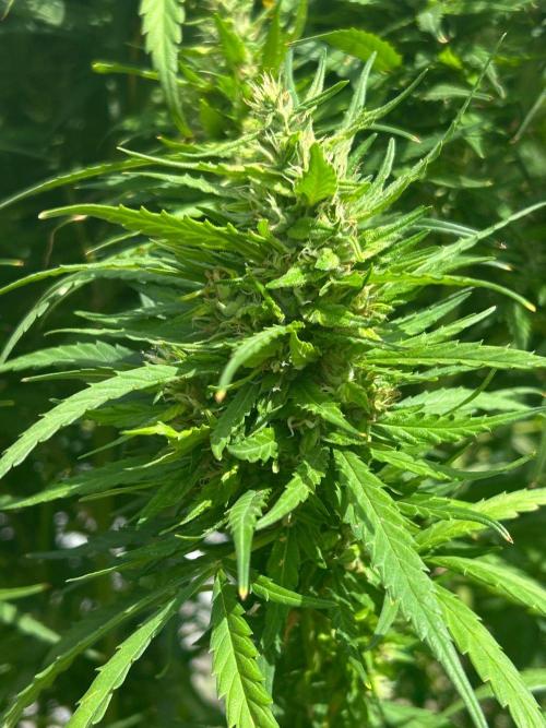 LveR Gorilla x Haze. Week 16