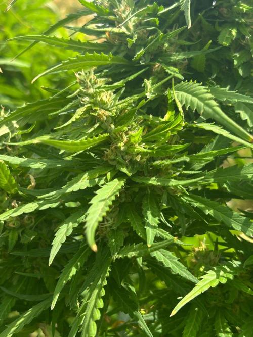 LveR Gorilla x Haze. Week 16