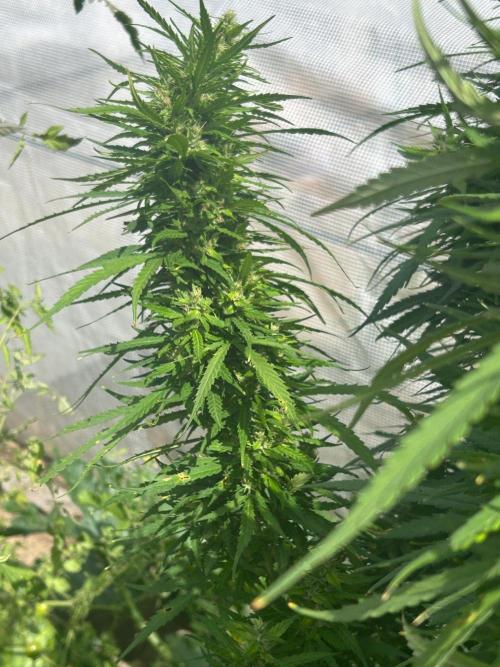 LveR Gorilla x Haze. Week 16