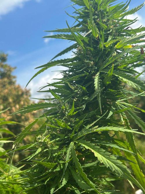 LveR Gorilla x Haze. Week 16