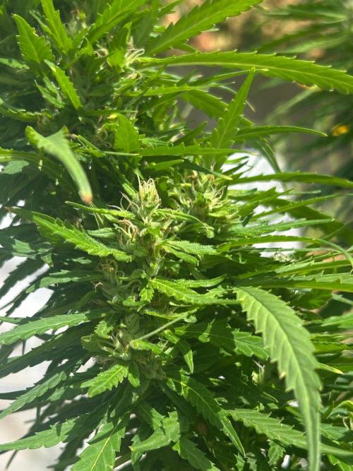 LveR Gorilla x Haze. Week 16