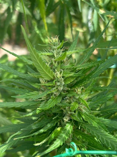 LveR Gorilla x Haze. Week 16