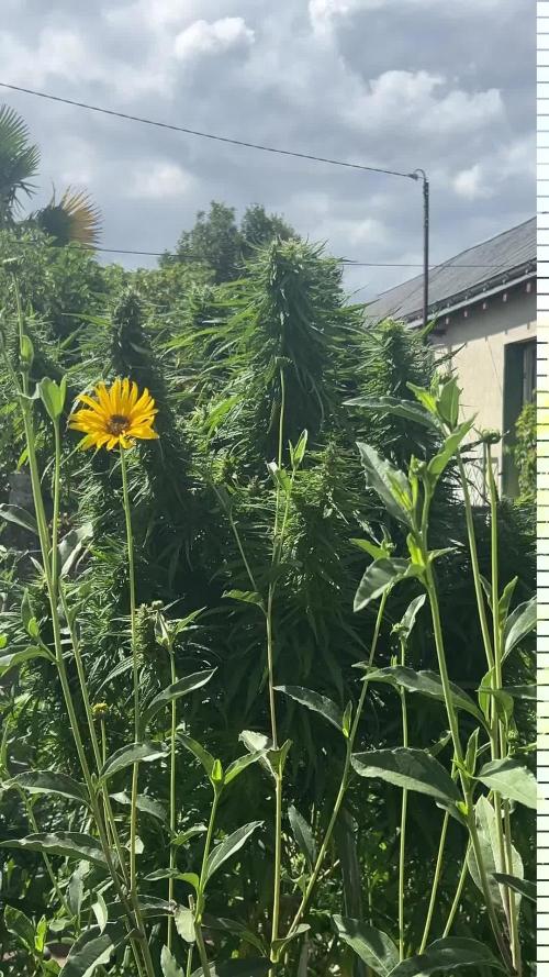 LveR Gorilla x Haze