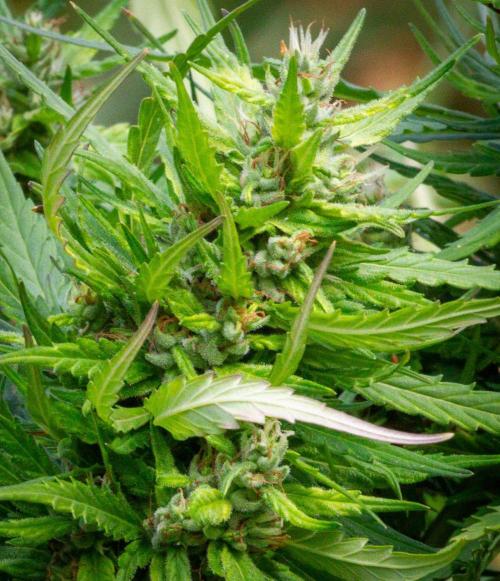 LveR Gorilla x Haze. Week 17 - Transition Pistils to Calyxes