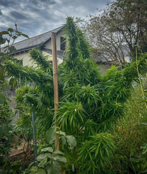 LveR Gorilla x Haze. Week 17 - Free Hugs