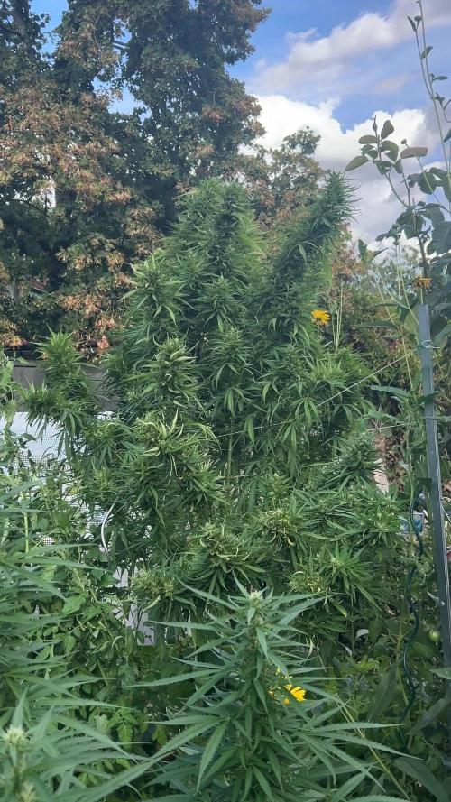 LveR Gorilla x Haze