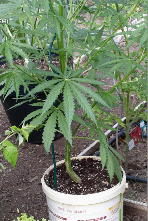 LveR Gorilla x Haze. Week 6 - 11 serations leaves
