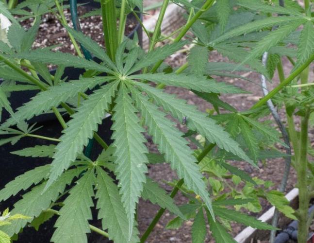 LveR Gorilla x Haze. Week 6 - 11 serations leaves