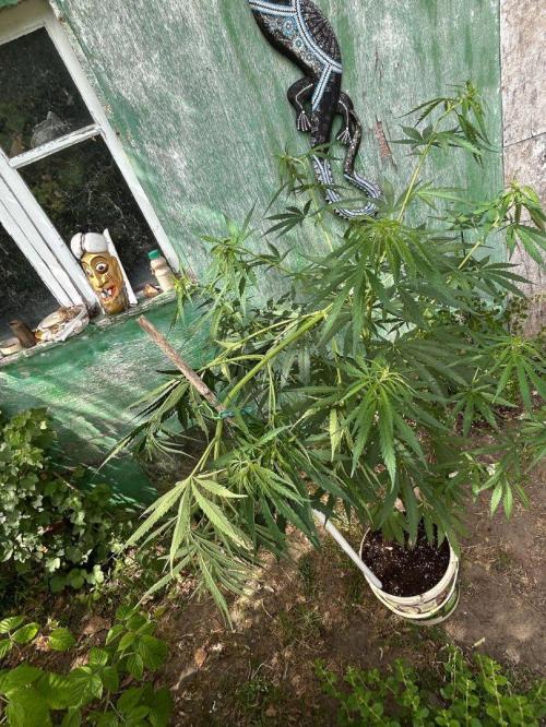 LveR Gorilla x Haze. Week 7