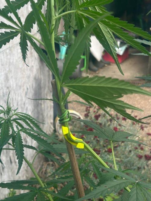 LveR Gorilla x Haze. Week 7