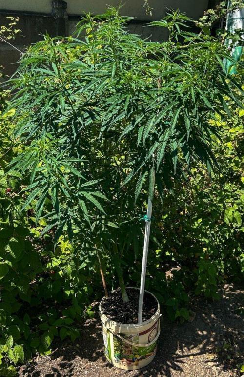 LveR Gorilla x Haze. Week 7