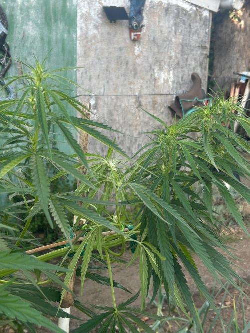 LveR Gorilla x Haze. Week 7