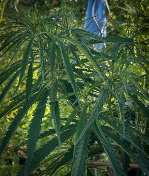 LveR Gorilla x Haze. Week 7